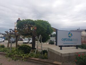 Bäume schneiden