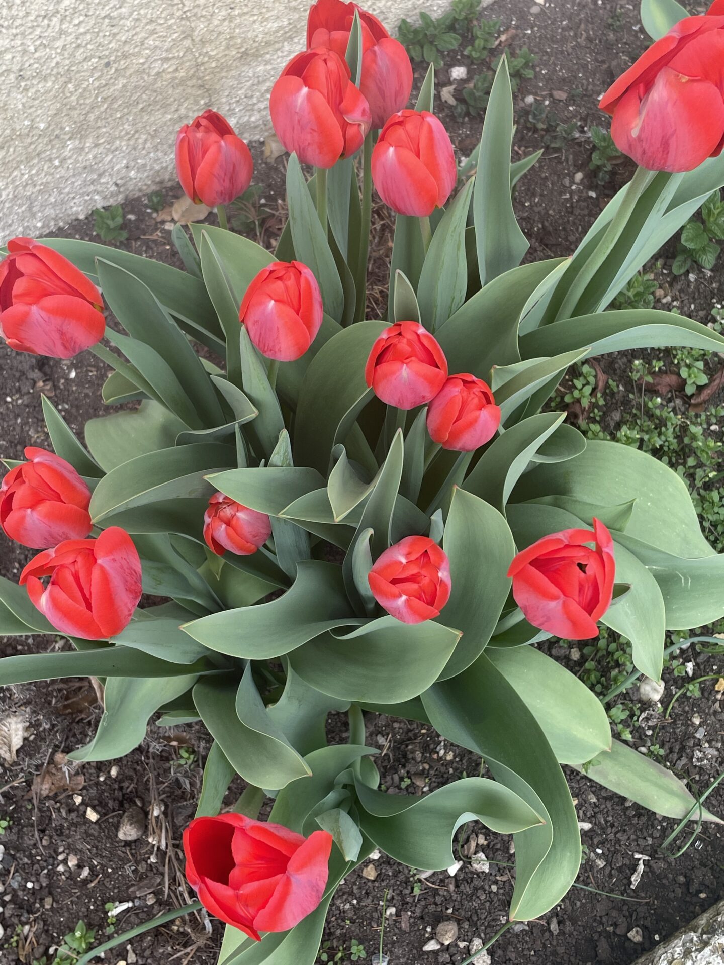 Frühlingserwachen bei OptimaMed Bad Wimsbach Frühlingserwachen bei OptimaMed Bad Wimsbach