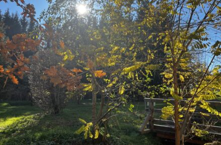 Stimmungsvoller Herbst rund um das Rehabilitationszentrum Aspach