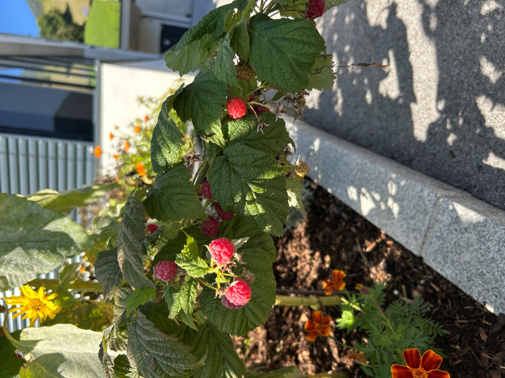 Reife Himbeeren erfreuen junge Patientinnen in Wiesing Reife Himbeeren erfreuen junge Patientinnen in Wiesing