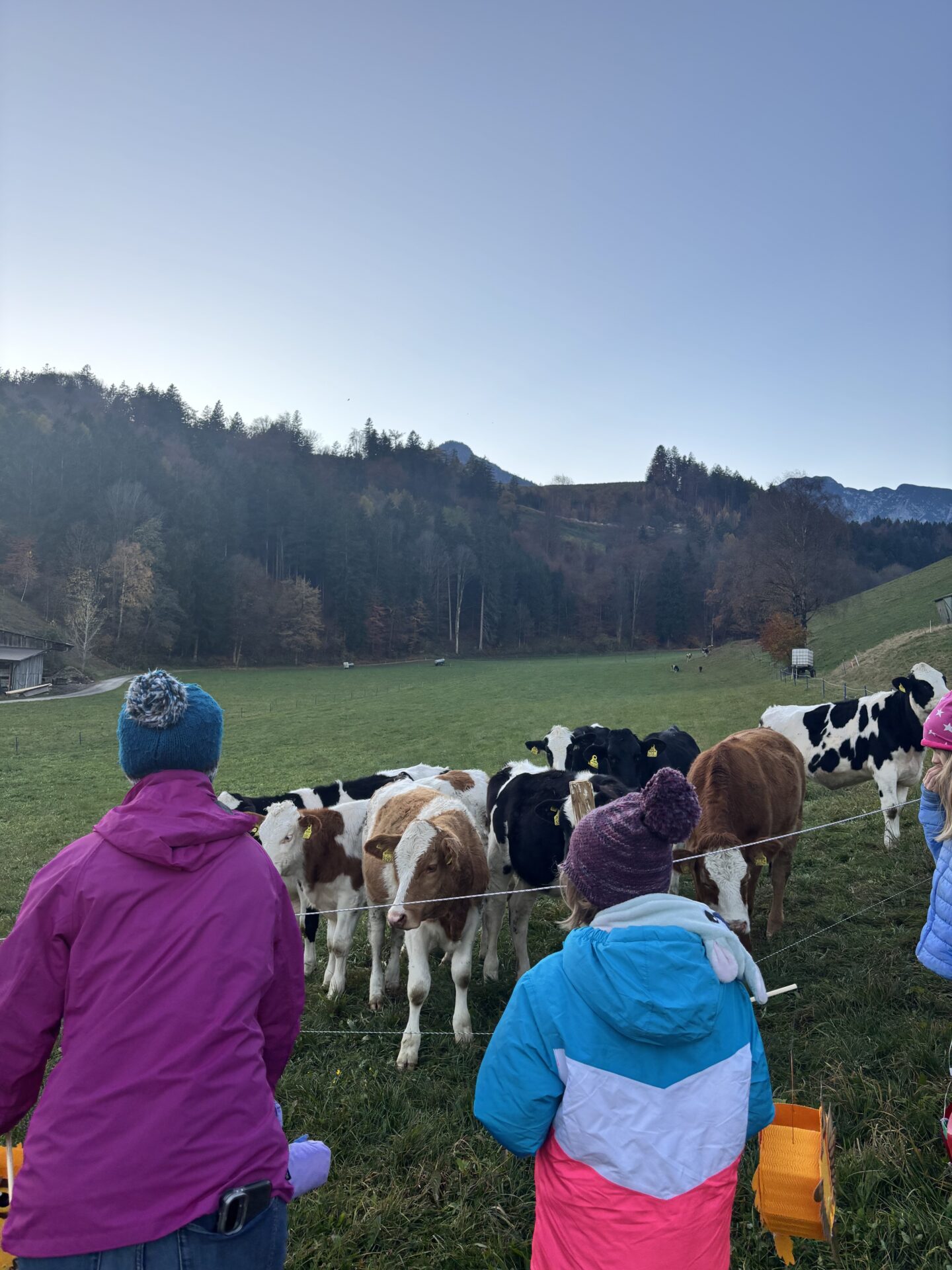 Fröhliche Kinder bei der Laternenwanderung begegnen Kälbern Fröhliche Kinder bei der Laternenwanderung begegnen Kälbern