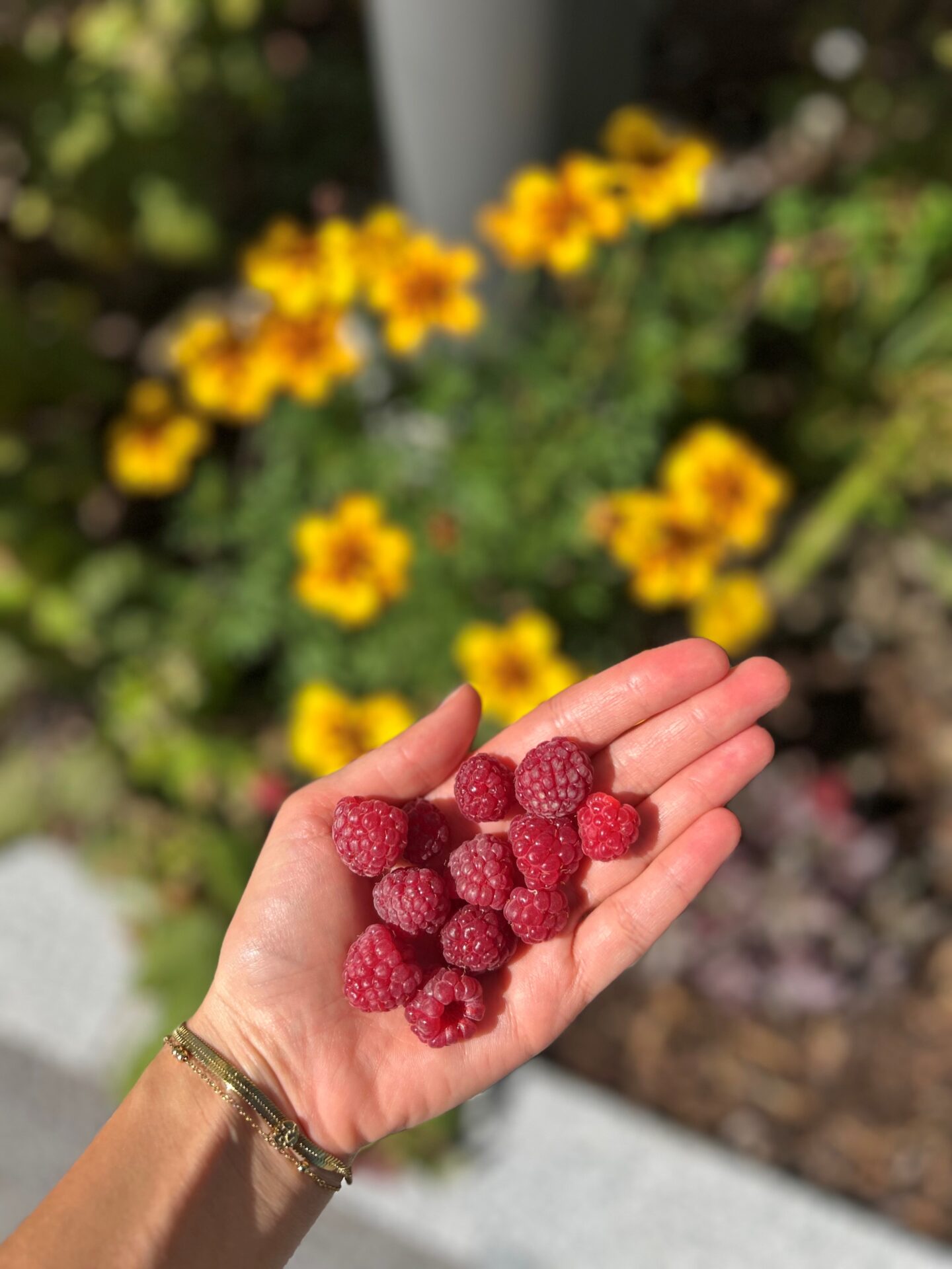 Kinder pflücken Himbeeren beim Rehazentrum Wiesing Kinder pflücken Himbeeren beim Rehazentrum Wiesing