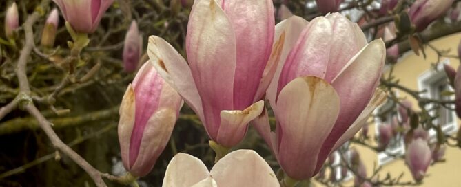 Blühende Magnolien in Bad Wimsbach