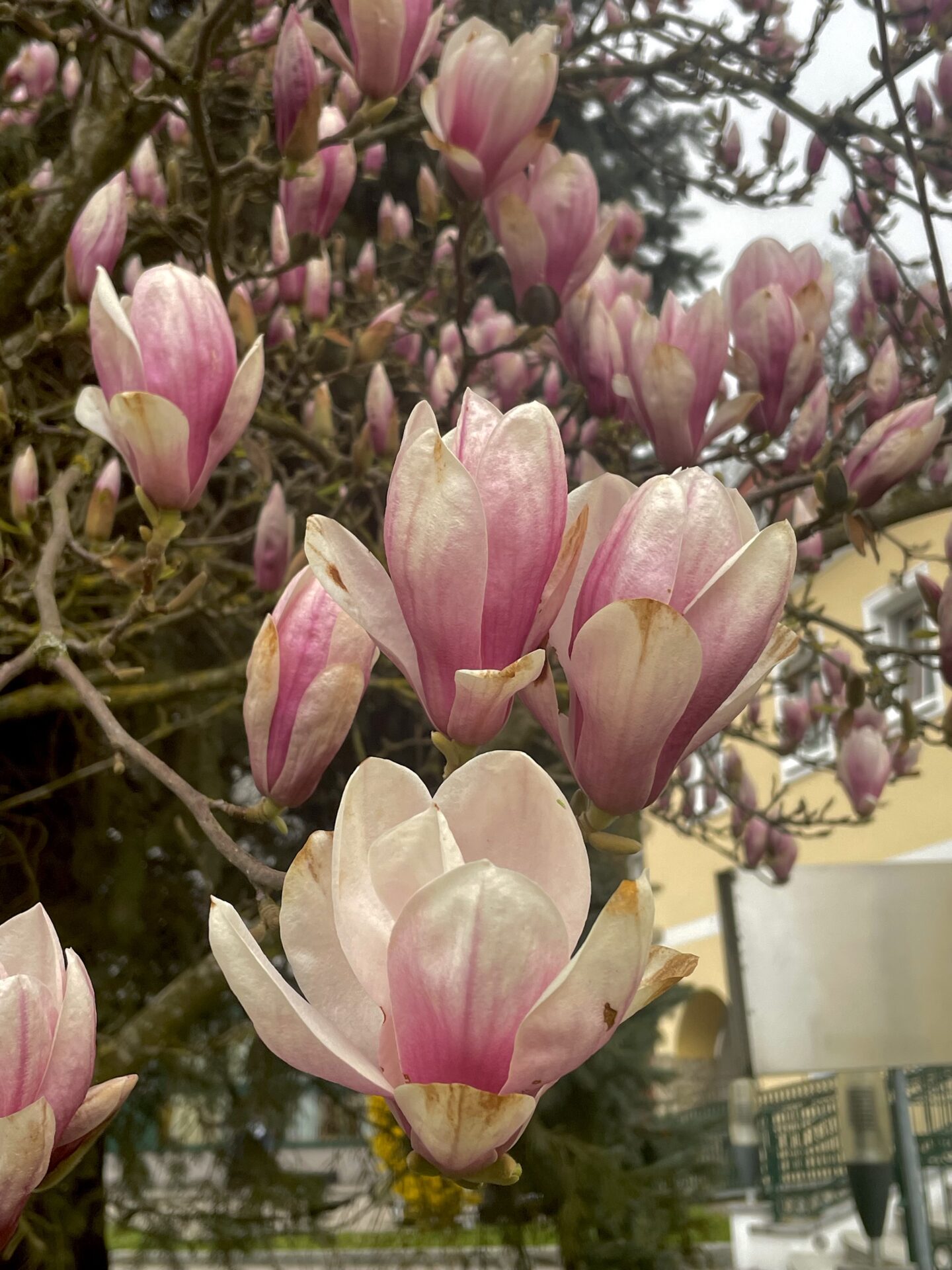 Blühende Magnolien in Bad Wimsbach Blühende Magnolien in Bad Wimsbach