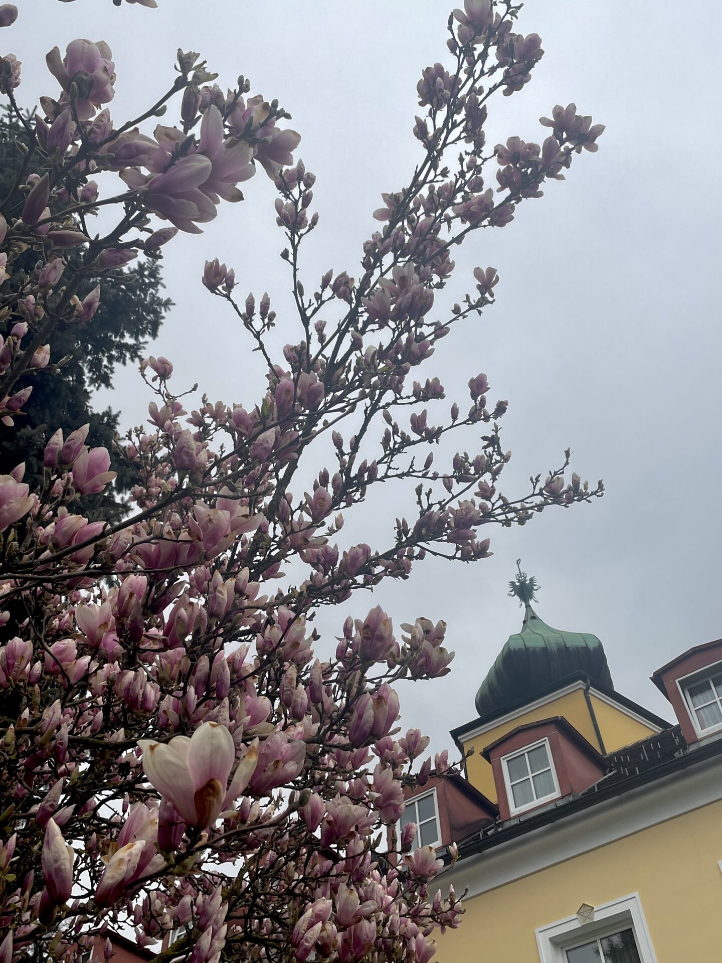 Frühlingserwachen mit blühenden Magnolien Frühlingserwachen mit blühenden Magnolien
