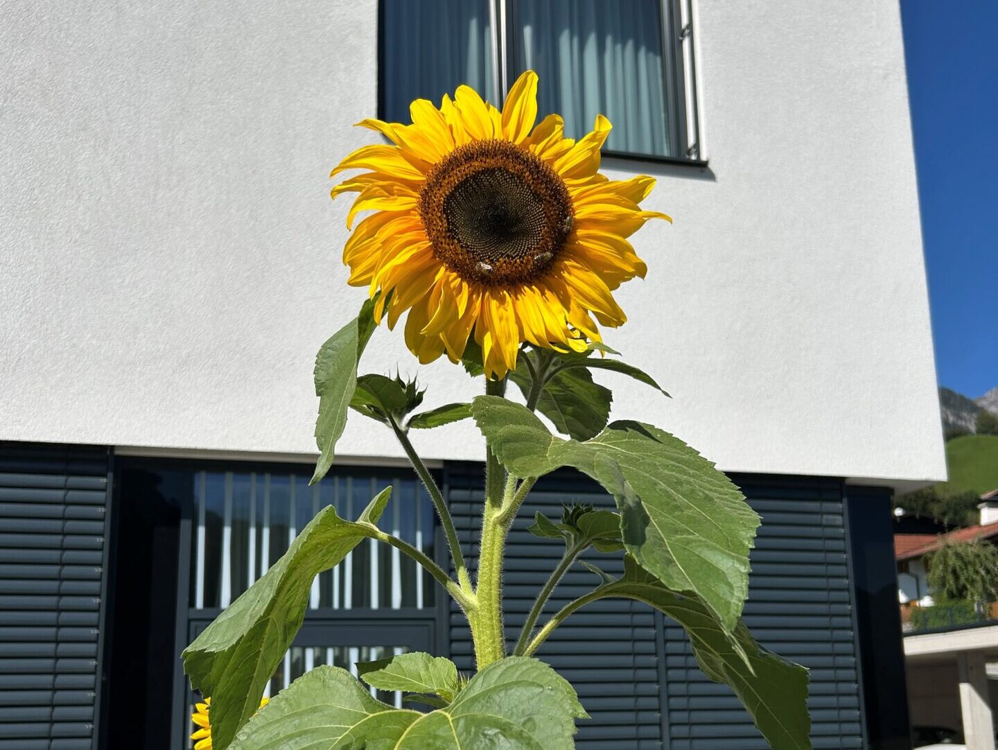 Sonnenblume als Herbstbote bei der Kinderreha Wiesing Sonnenblume als Herbstbote bei der Kinderreha Wiesing