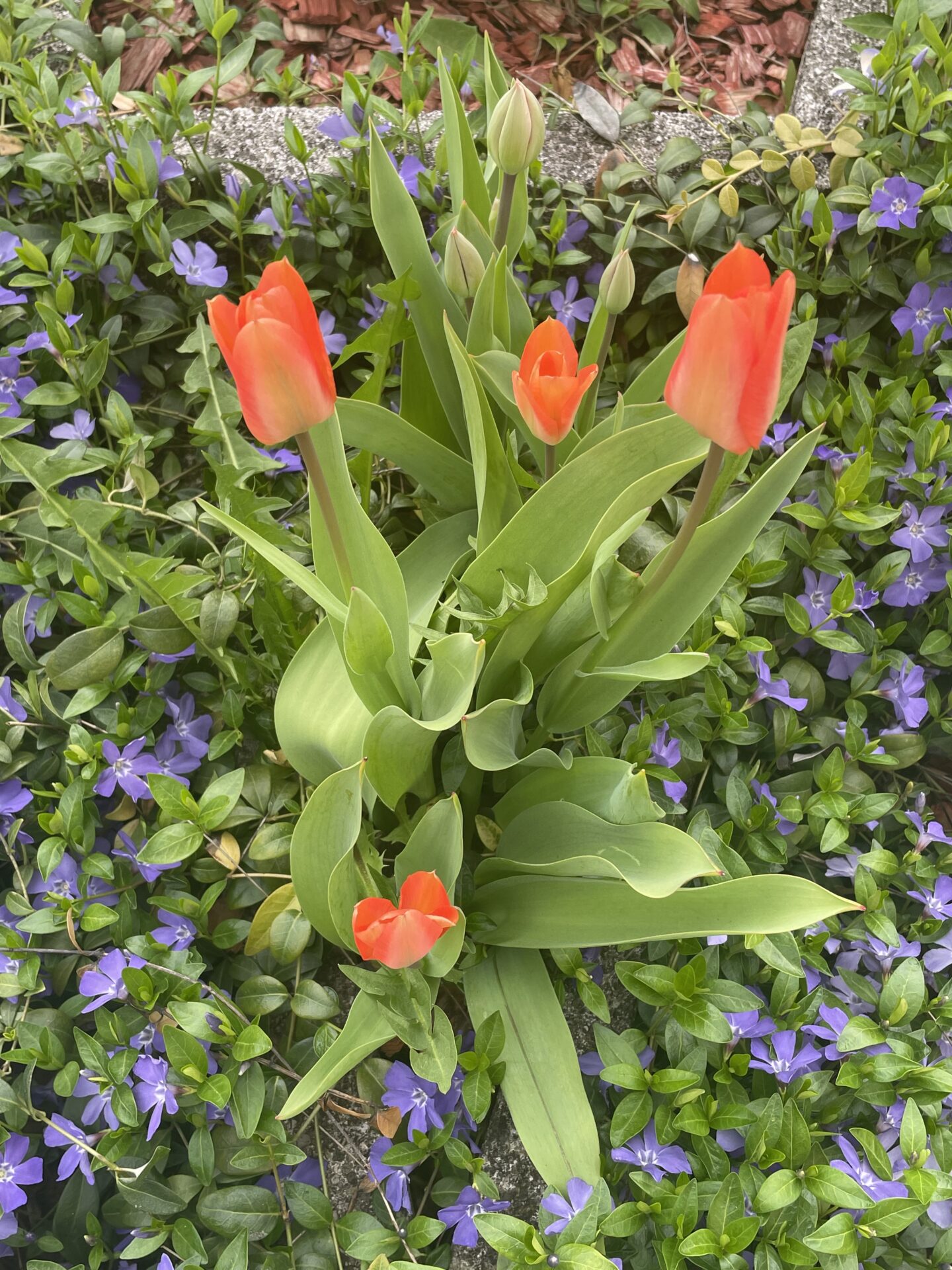 Tulpen bei OptimaMed Bad Wimsbach Tulpen bei OptimaMed Bad Wimsbach